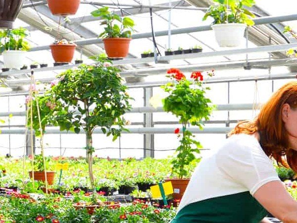 أحكام وحساب زكاة نشاط المشاتل ونباتات الزينة والفاكهة وما فى حكم ذلك