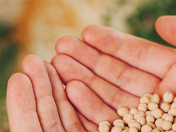 أحكام وحساب زكاة الزروع والثمار