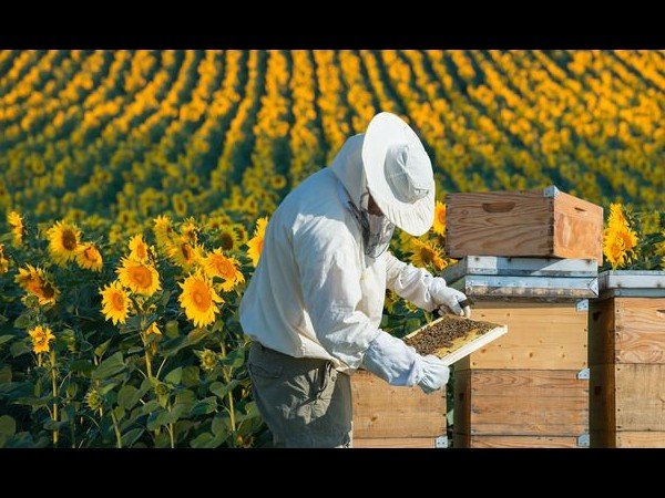 أحكام وحساب زكاة نشاط مشروعات مزراع إنتاج العسل